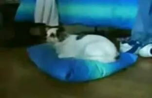 एक व्हीलचेयर में सेक्स अक्षम 2 साल की सेक्सी फिल्म