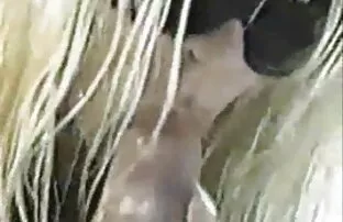 सेलिब्रिटी झटका नौकरी, सेक्सी फिल्में बीएफ हिंदी में