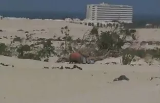 एमेच्योर भतीजे और समुद्र तट पर आदमी, सेक्सी फिल्म वीडियो कॉल